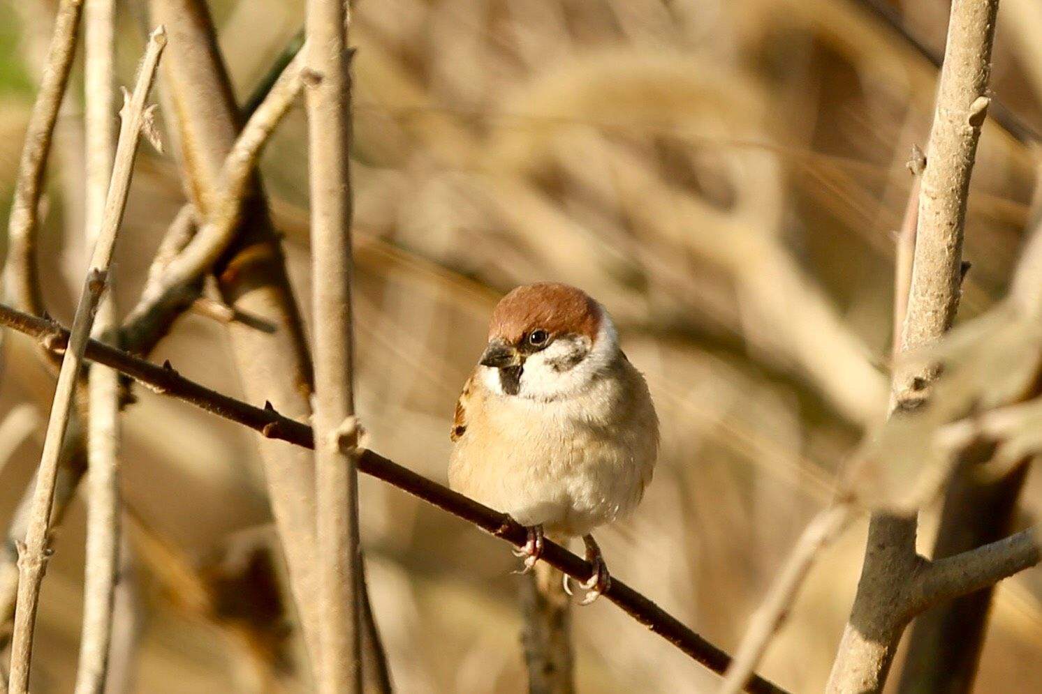 数量_动物_人类