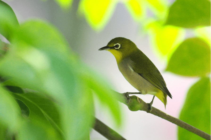 灌木丛_画眉_白色