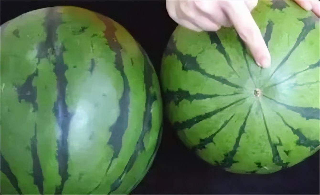 西瓜熟不熟，看这里就知道，一挑一个准，老瓜农方法真好用_搜狐网
