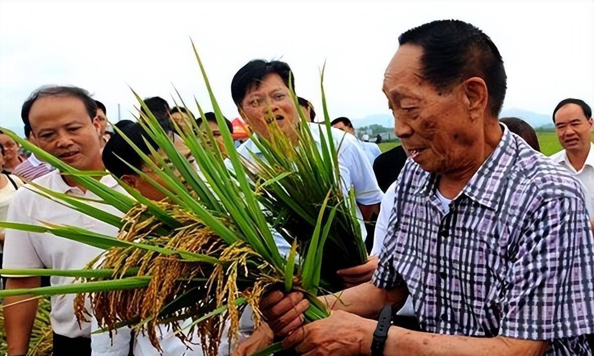 取得的成就卻是那般輝煌:1973年,我國三系秈型雜交水稻技術配套成功