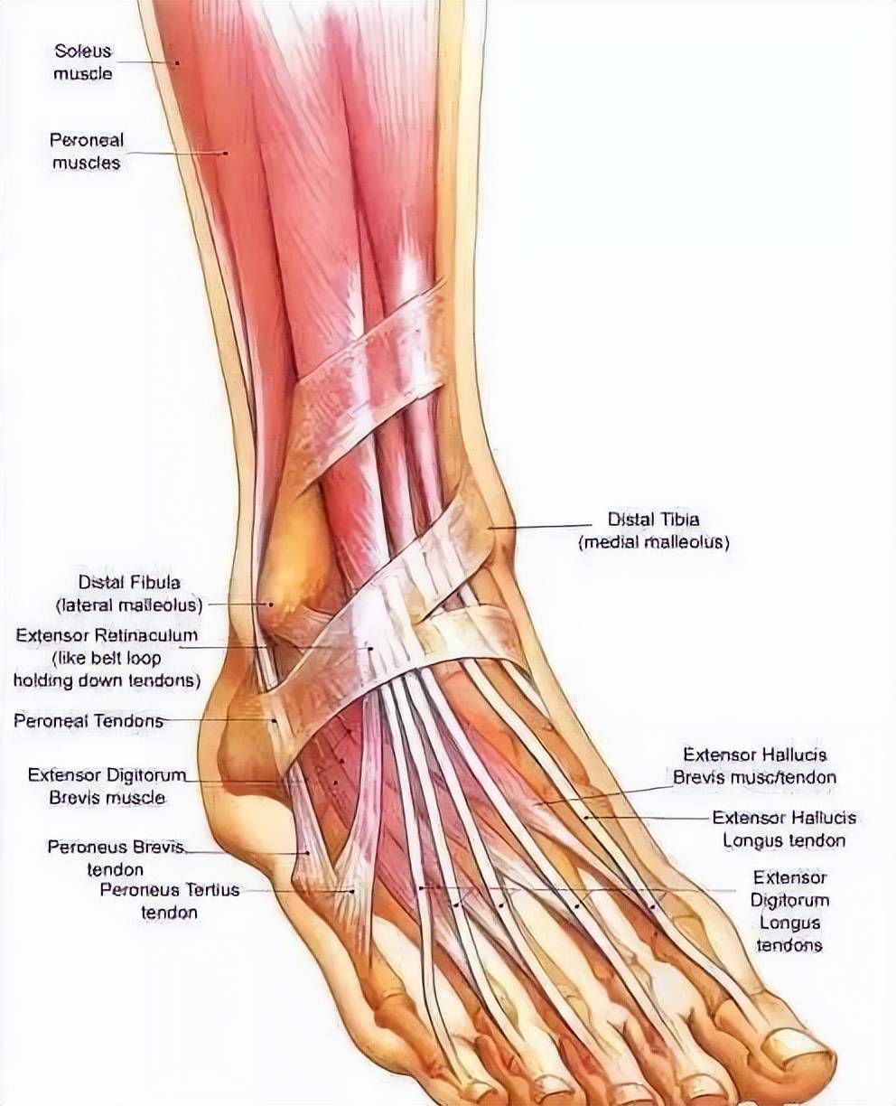 瞭解足踝關節解剖基礎對於治療足畸形問題的重要性_韌帶_包括_腓骨