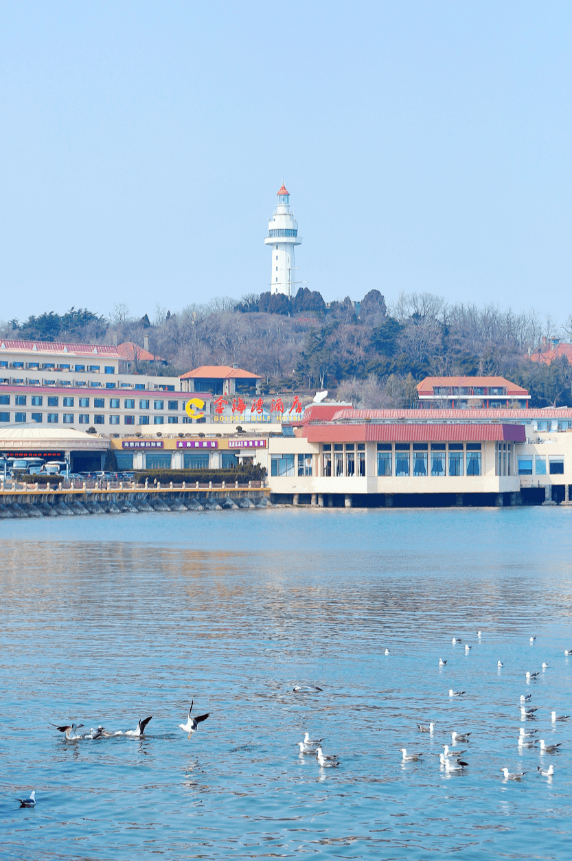 煙 臺青島海鷗觀賞地推薦:棧橋,八大峽廣場,五四廣場,八大關,奧帆中心