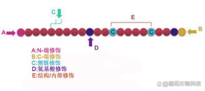 側鏈式環化最常見的類型是通過在半胱氨酸殘基之間形成二硫鍵來實現的