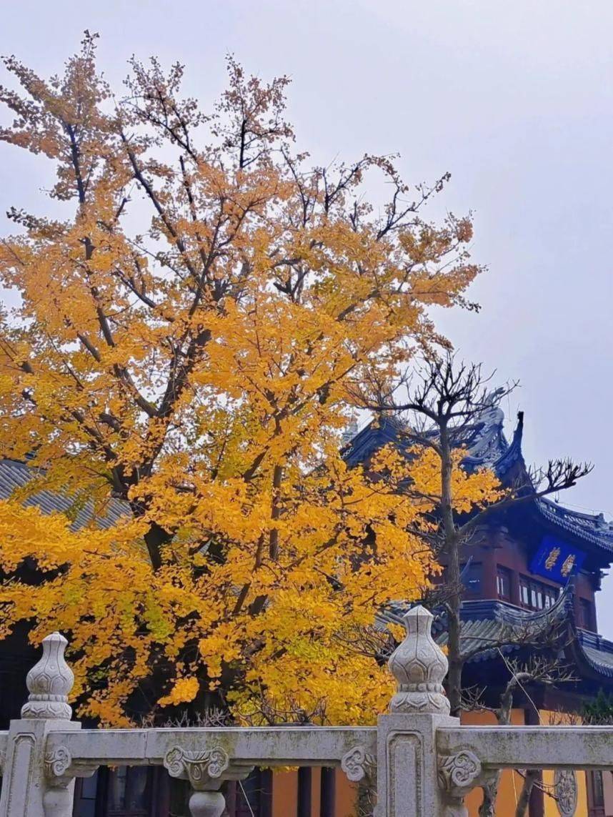 元旦游苏州,别忘记乾元寺山下的银杏茶_银杏树_延年益寿_茶叶
