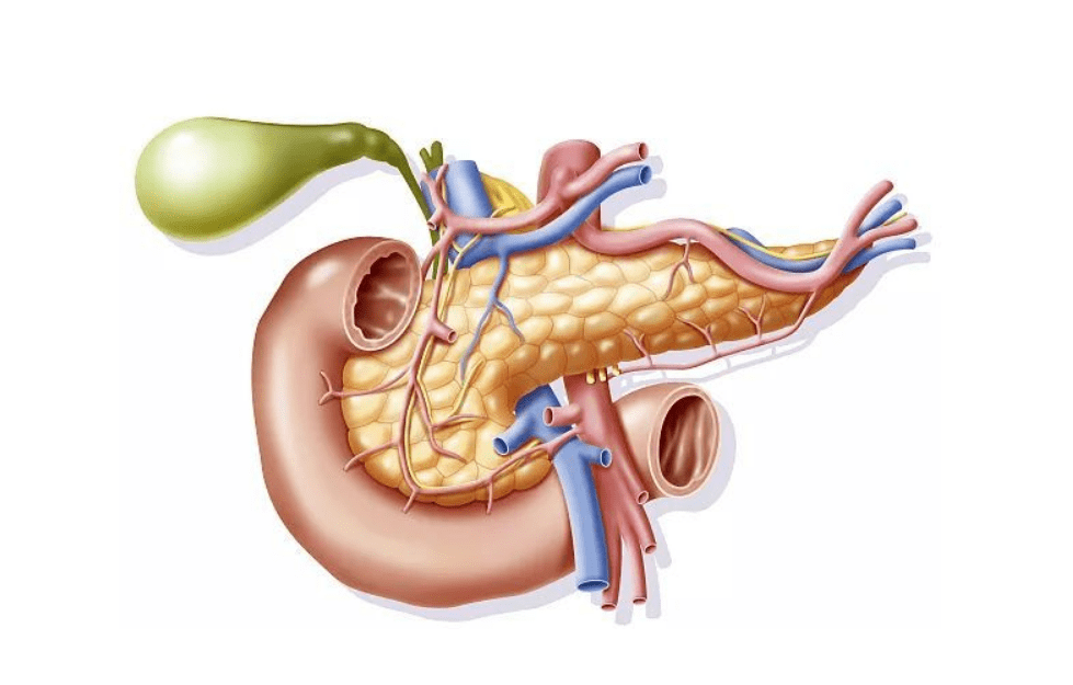 胰腺照片图片