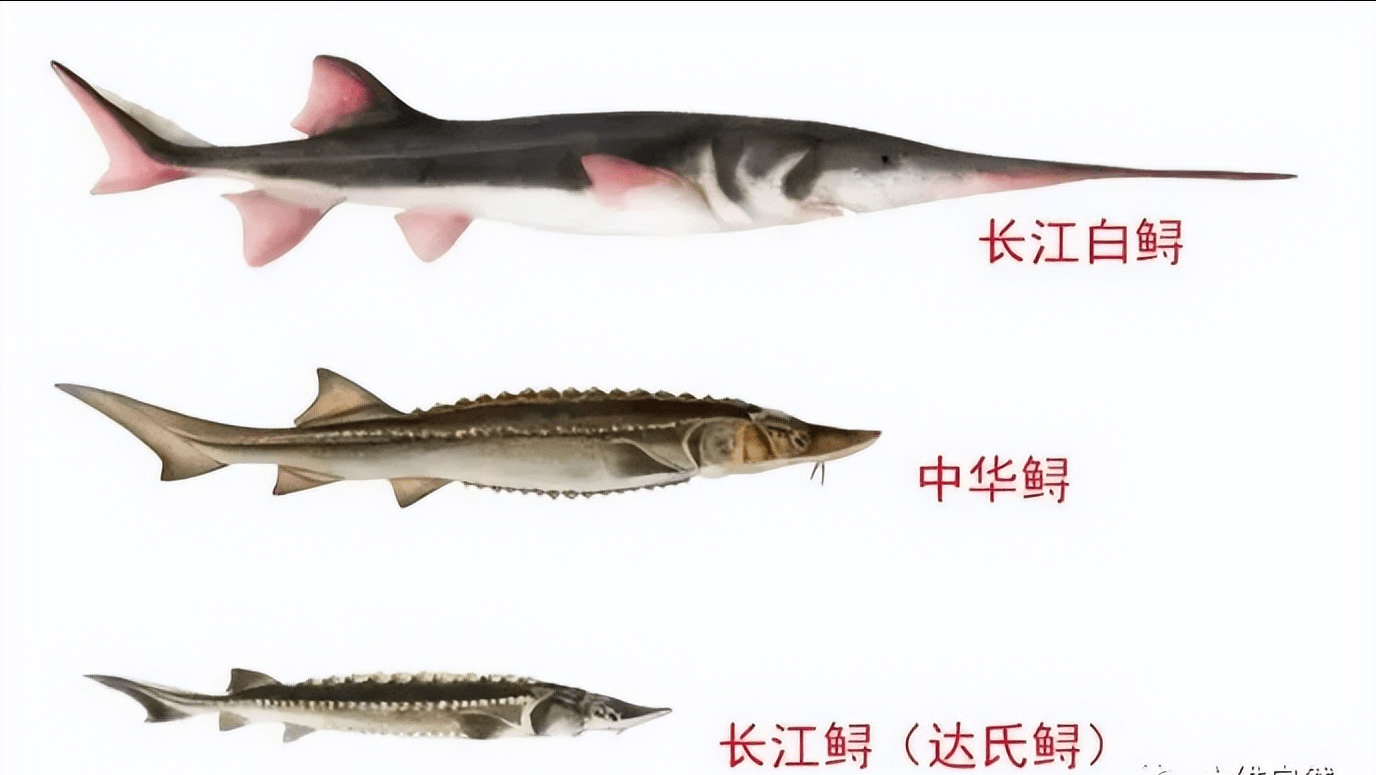中华鲟鱼图片资料图片