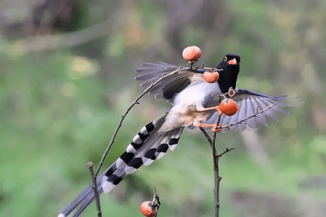 驅鳥設備——真驅鳥讓鳥害遠離你的生活_鳥類_人類_進行