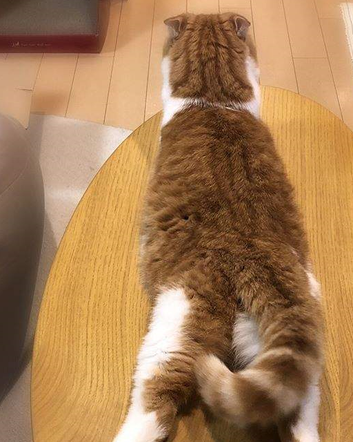 "背影杀手"小胖橘,依靠背影圈粉无数,转过身来我惊呆了_窗台_主人