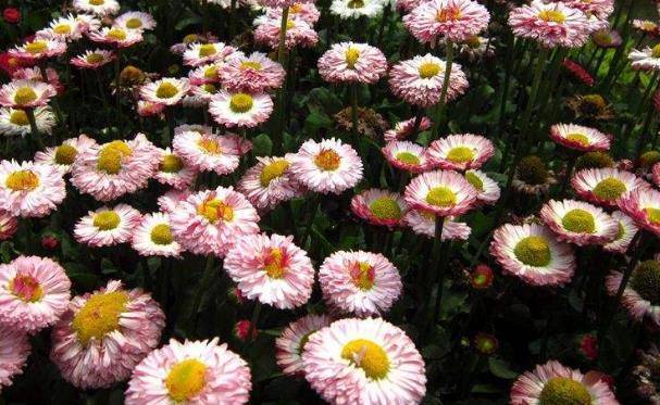 翠菊的花语是"默默守护的爱情"和"坚定不移的信念".