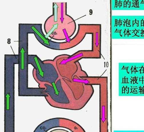 肺内气体在肺泡内进行气体交换:一部分氧气进入血液循环,同时血液中的