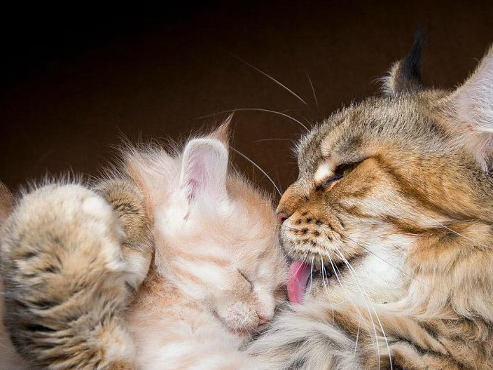 威严与可爱并存的缅因猫:威严起来是山中大王,可爱起来又萌死人_熊猫