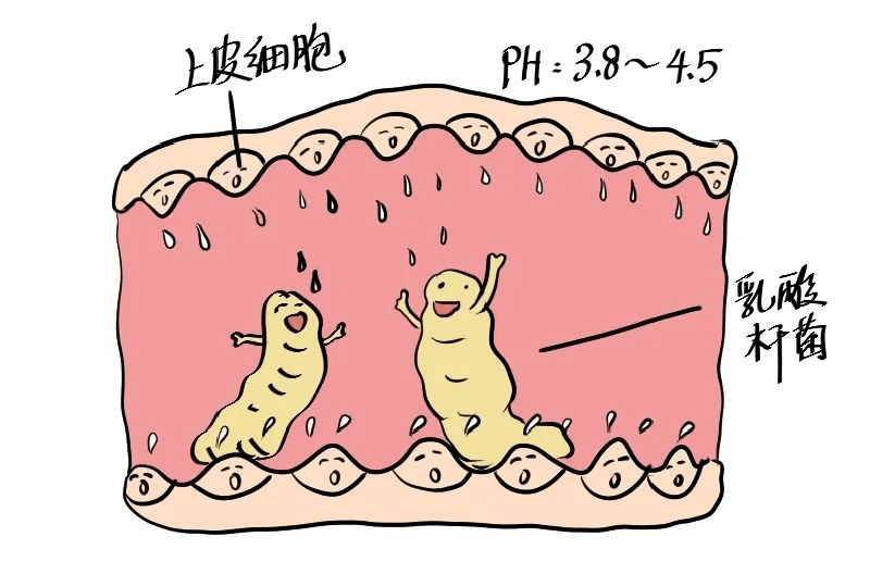 雙唑泰陰道凝膠是一種複方製劑,其所含甲硝唑為抗厭氧菌