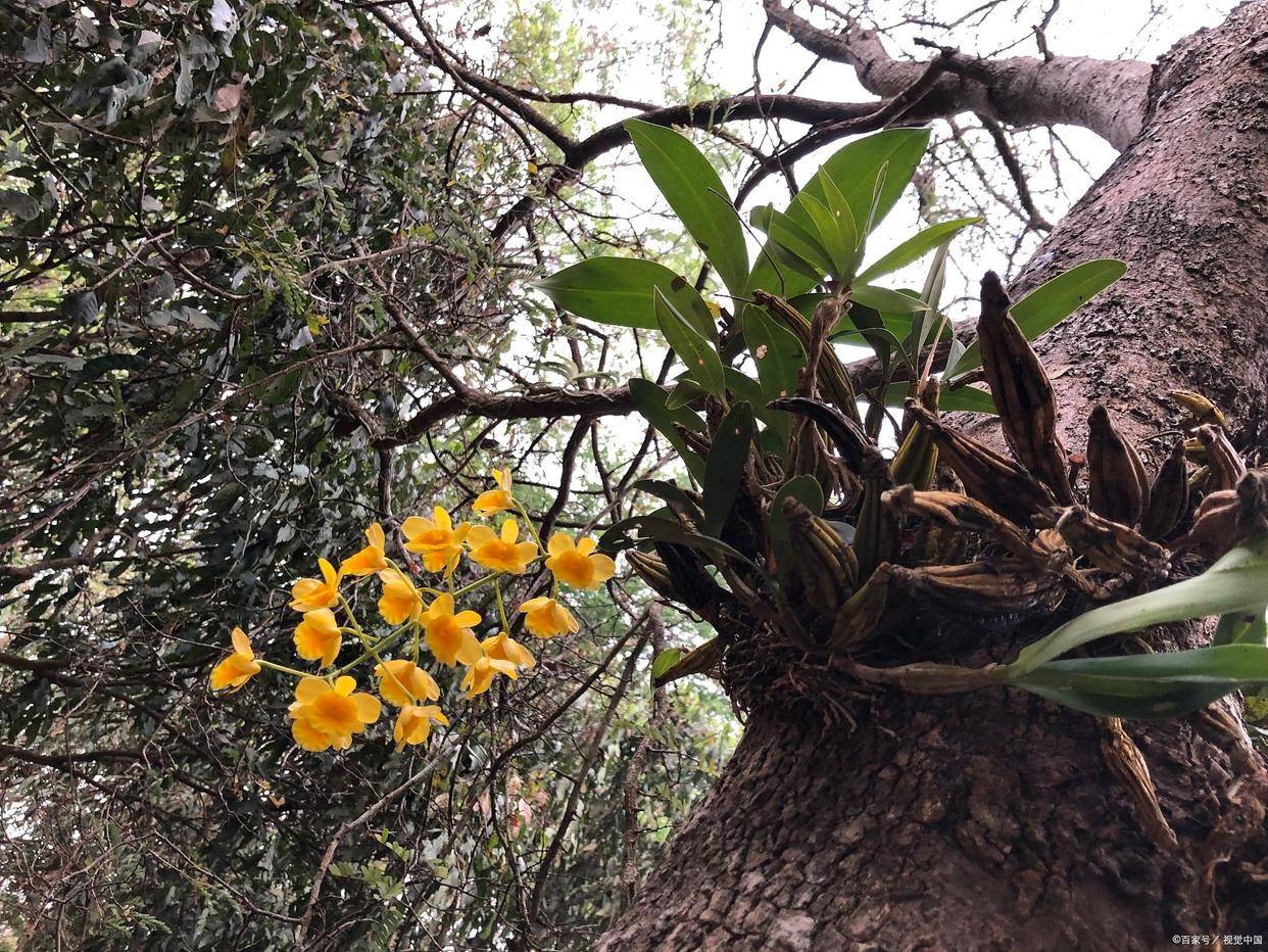 10种附生兰花会让你惊艳不已_搜狐网