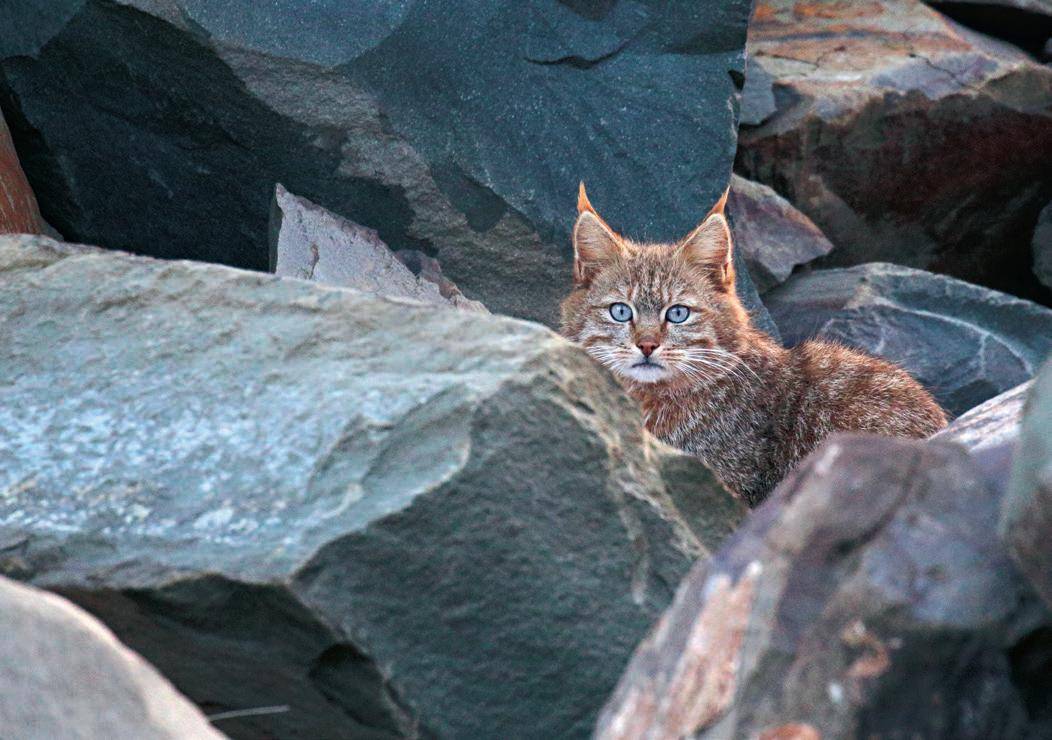 四川黑水发现“草猞猁”，耳朵长有天线，冬季会进村盗食家禽(图2)