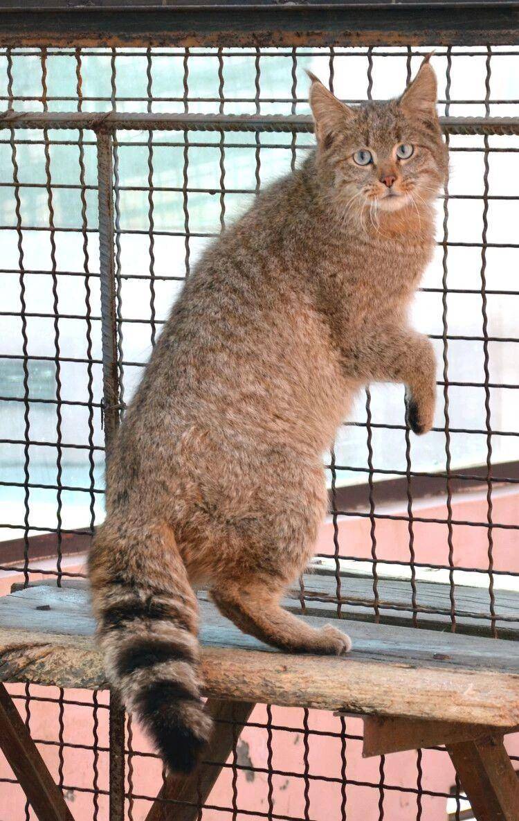 四川黑水发现“草猞猁”，耳朵长有天线，冬季会进村盗食家禽(图4)