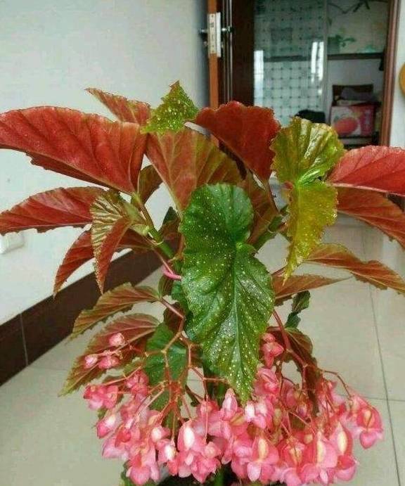 银星海棠像火一样喜庆!花期长,易养活,抓紧时间养一盆吧!