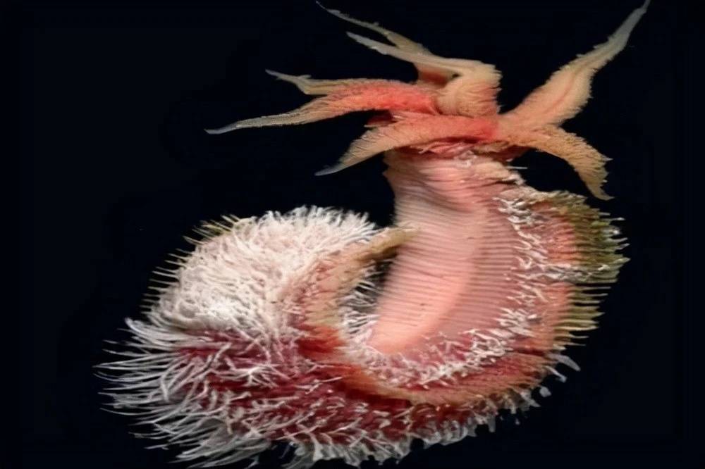 庞贝蠕虫:地球上最耐热动物将火山当游泳池,科学家也惊叹不已_研究