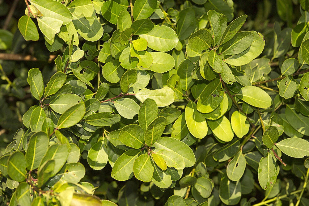 马黛茶树的植物学名是ilex paraguariensis(巴拉圭冬青,它的树叶被称