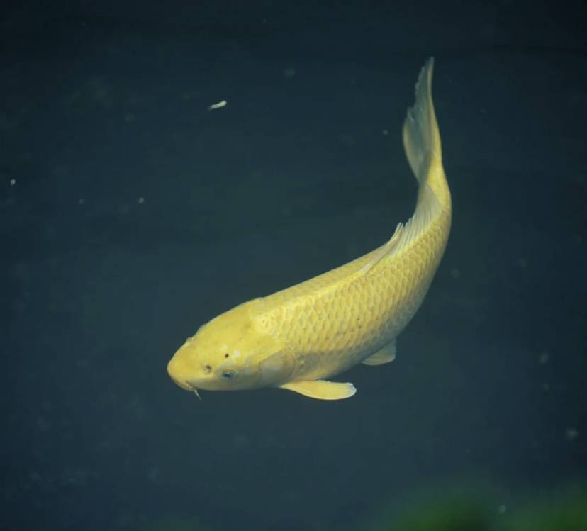 4月4日十二星座运势分析 事业