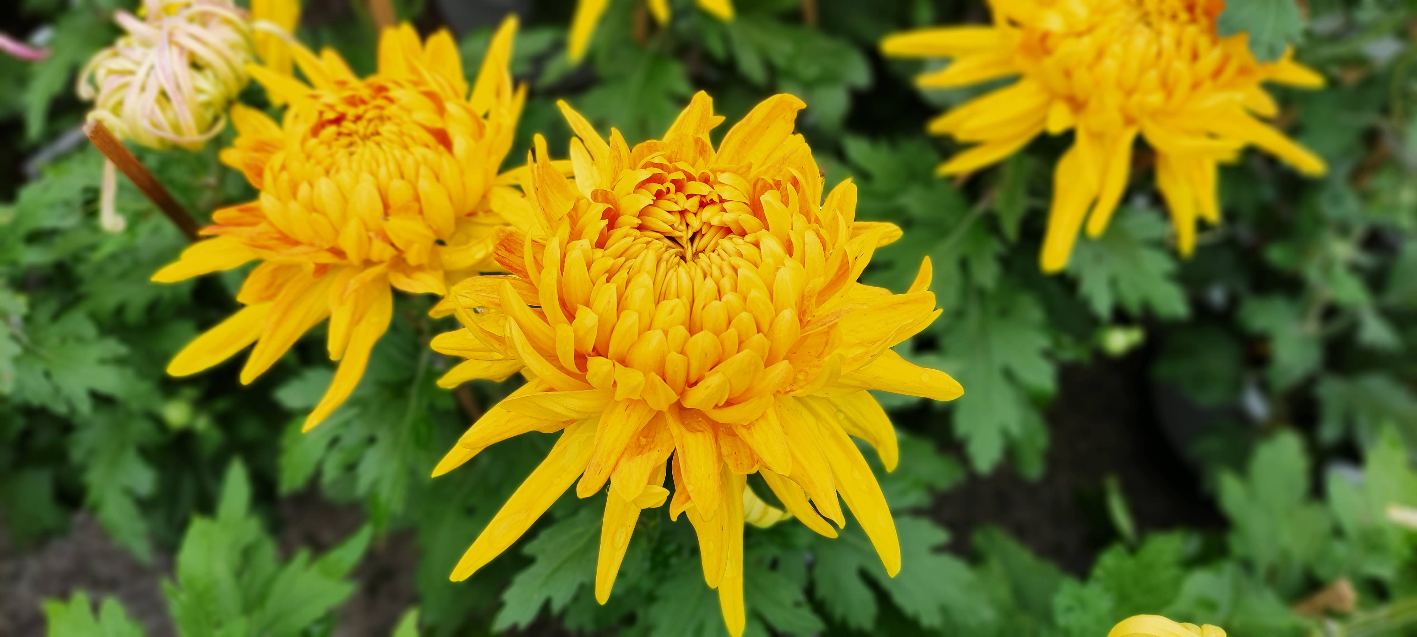 杨明才|组诗_七绝_绝句_绵绵