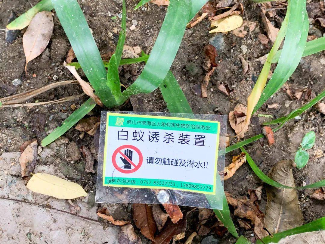 白蚁防治,我们有"非常手段"