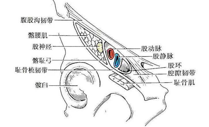 髂筋膜腹股沟图片