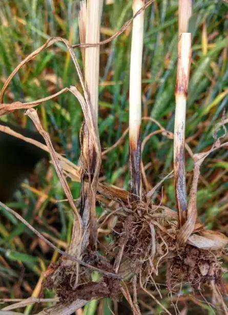 提醒小麦即将成熟3病1害仍然要防