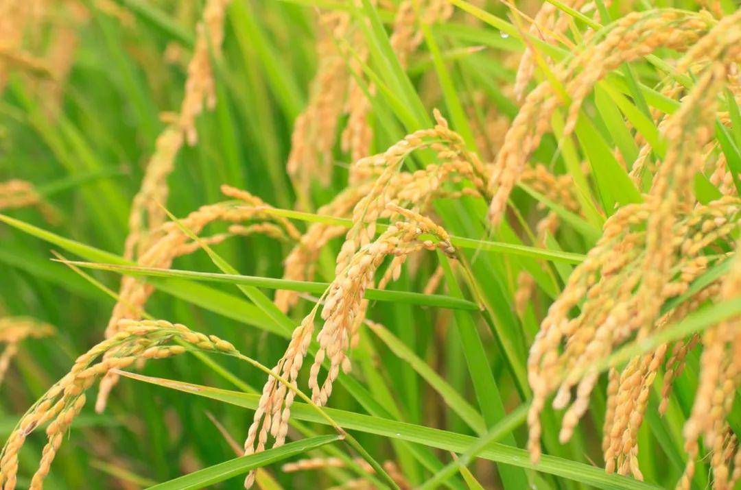 涟漪声影地道味米来面往南稻北麦孕育出的地道中国味