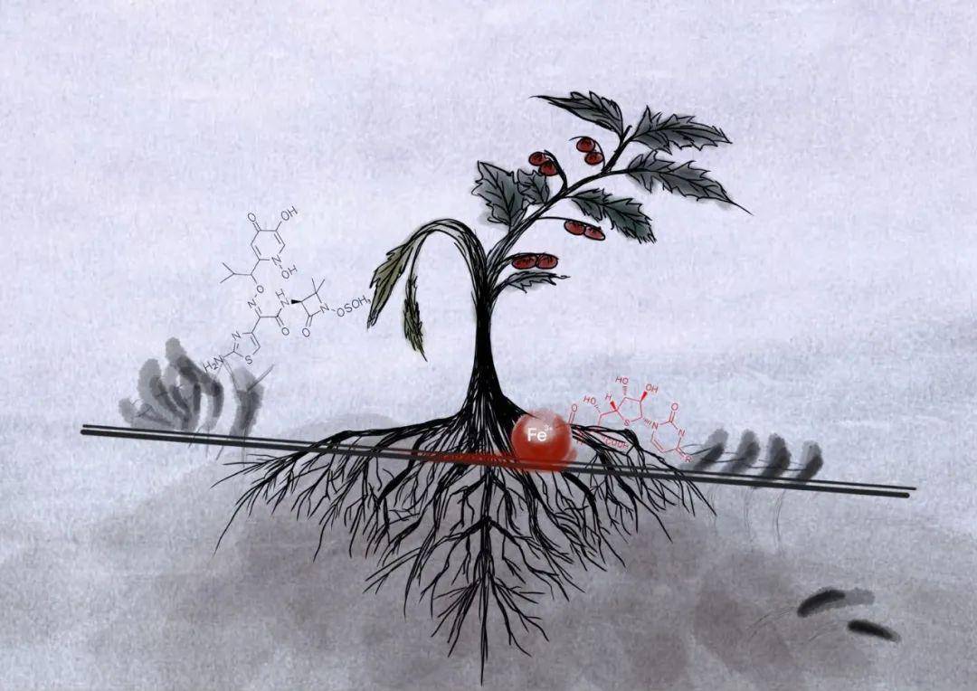 南农前沿 | 资环院科研团队揭示调控根际微生物与病原菌资源争夺战的"