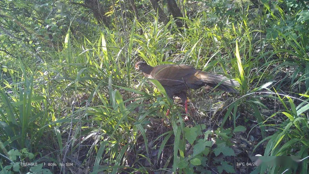 监控探头和100余台红外触发相机实现了对主要重点保护区域的全面覆盖