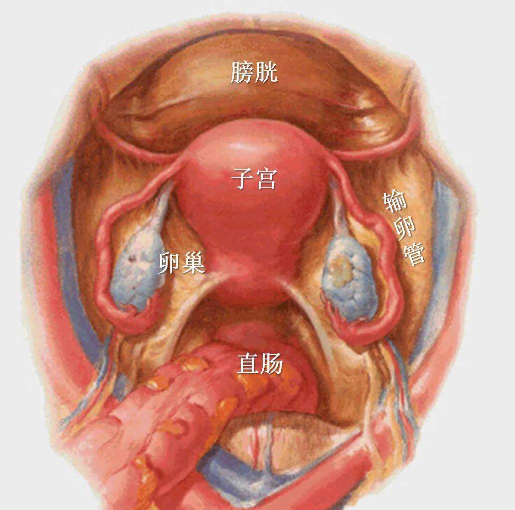 女性下腹附件图图片