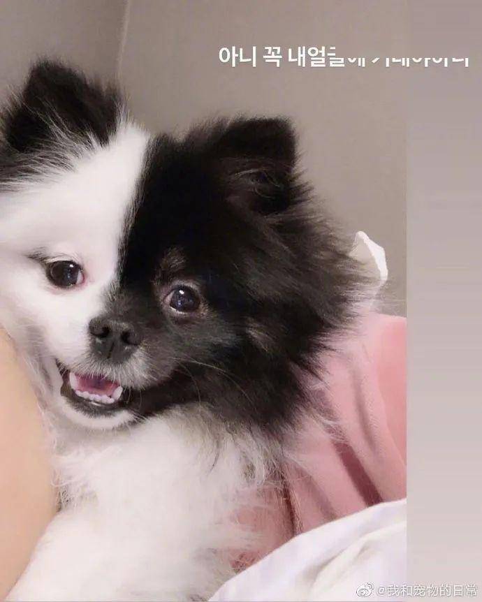 阴阳双面狗帅炸