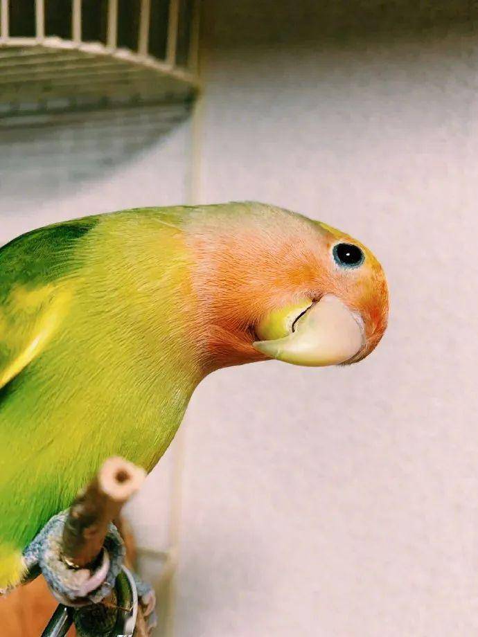 今天给大家看小啾啾照片那么美真实却是个小魔鬼