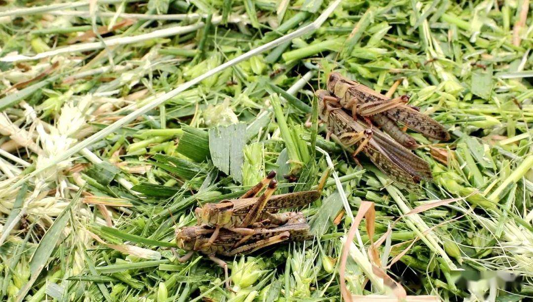 壮大村集体经济带动村民增收北辰区蚂蚱特种养殖项目了解一下