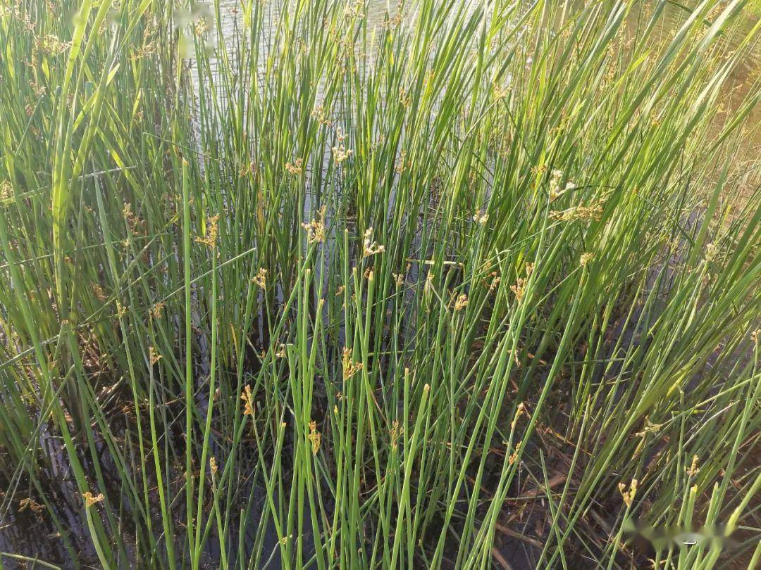 融空间散文水中灯芯草