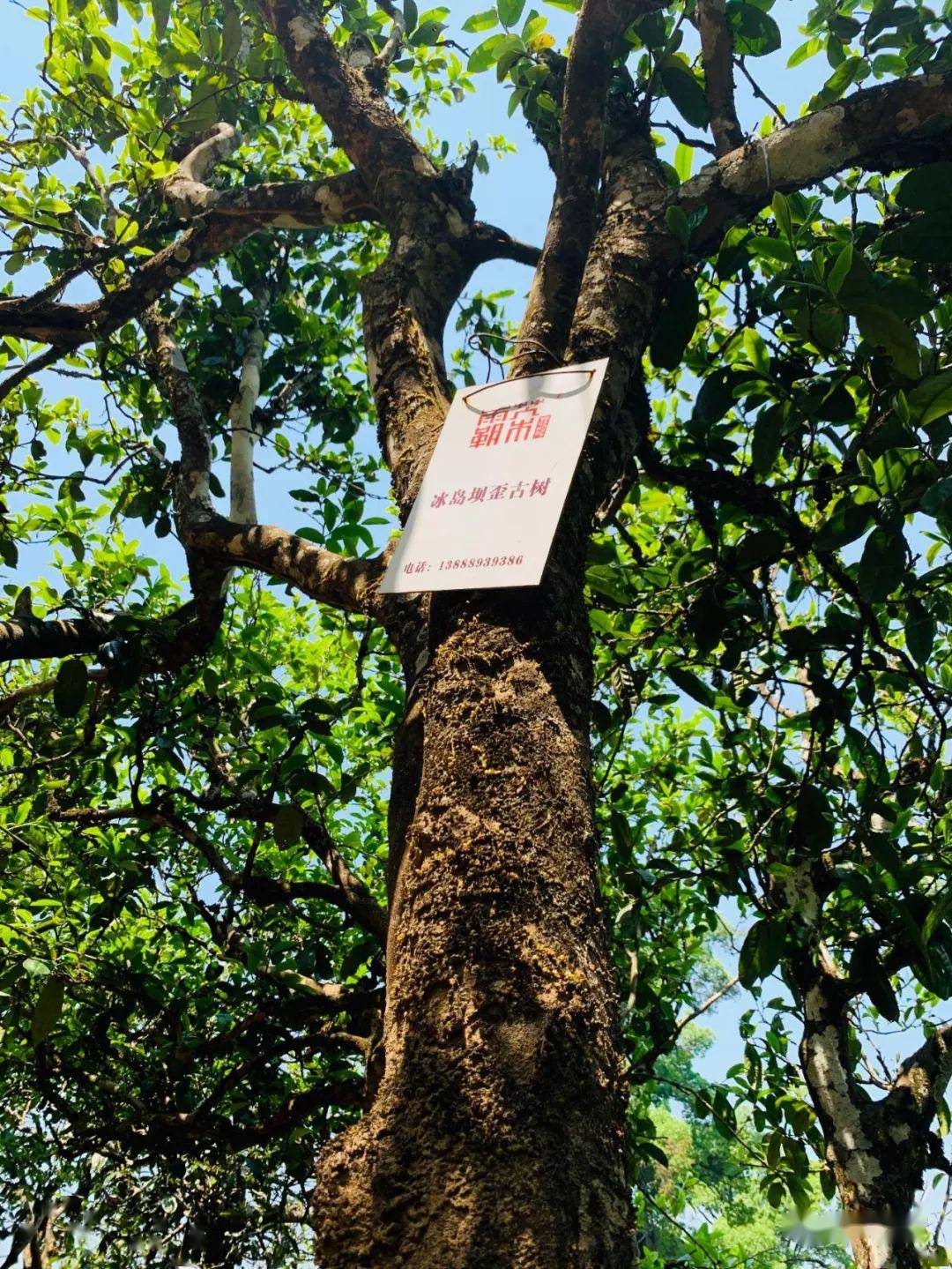 冰岛坝歪,每一杯茶,都要跨越无限险峰!_手机搜狐网