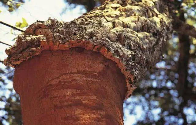 高达30米,胸径达1米以上,树皮呈黑褐色,深纵裂,木栓层发达,因此又称为