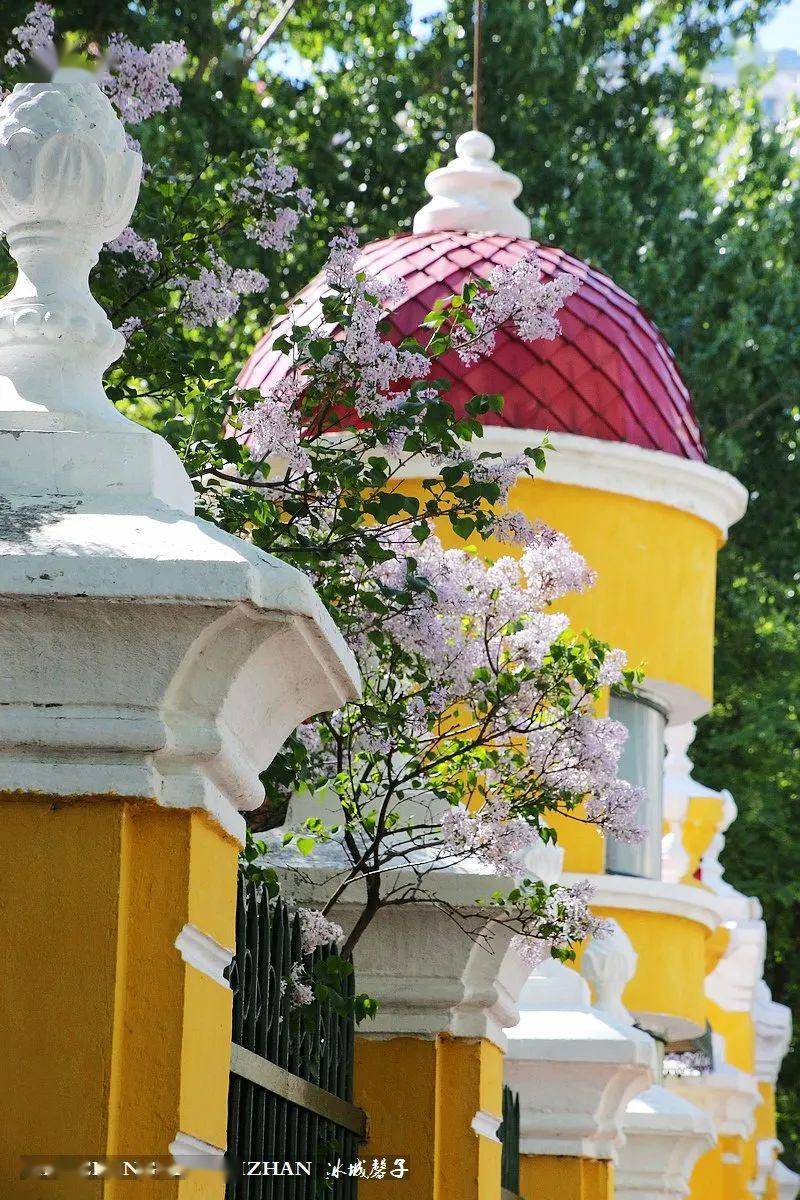 兆麟公园的丁香花,该是多少哈尔滨人的回忆?