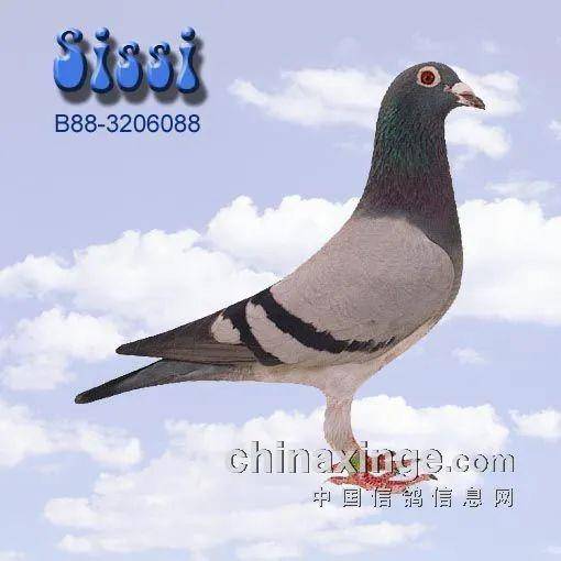 子代均是冠军的大名鸽夏拉肯丑鸽丝丝鉴赏
