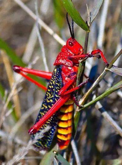 非洲有一种颜色鲜艳蝗虫,看颜色就不好惹,靠吃有毒植物产生毒液
