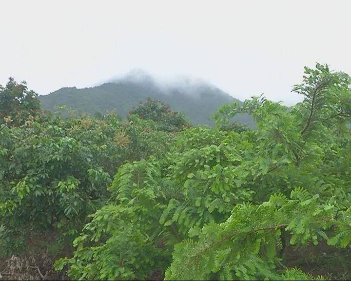 为了保护来之不易的绿化成果,崩坎村还成立专门巡逻管护绿化树的保安