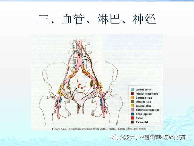 女性盆腔解剖與斷層影像