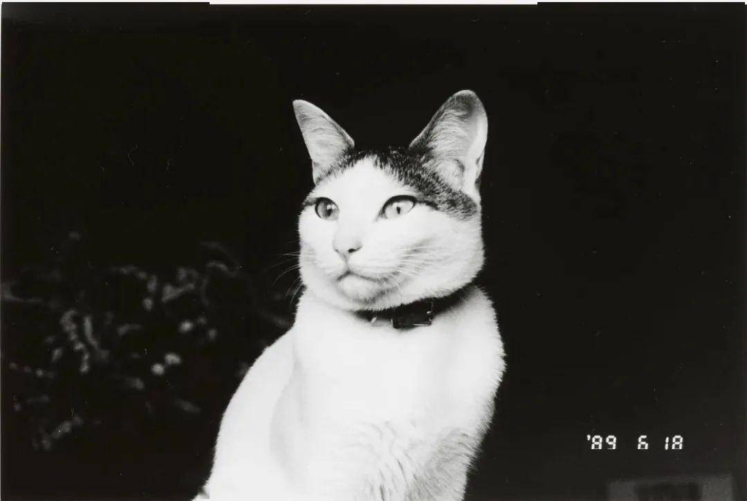 80岁"情色大师"荒木经惟:别人看的是情色,我看的是生死