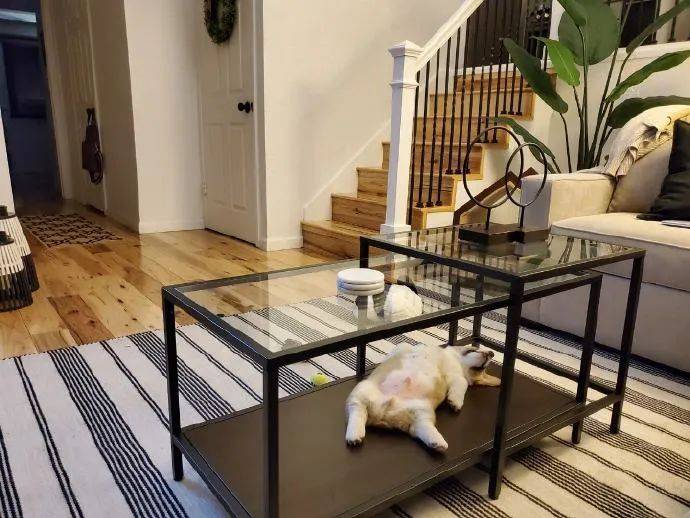 铲屎官为狗子布置了豪华公主房,然而它却只喜欢睡在这里.