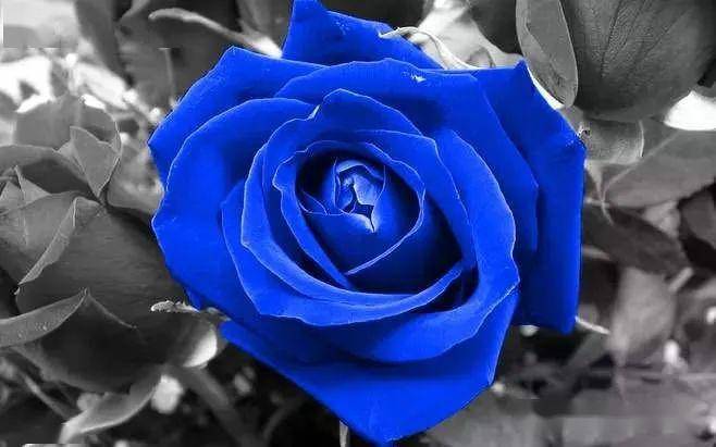 《中国爱情诗刊》江飞的微诗(第四卷)蓝色妖姬