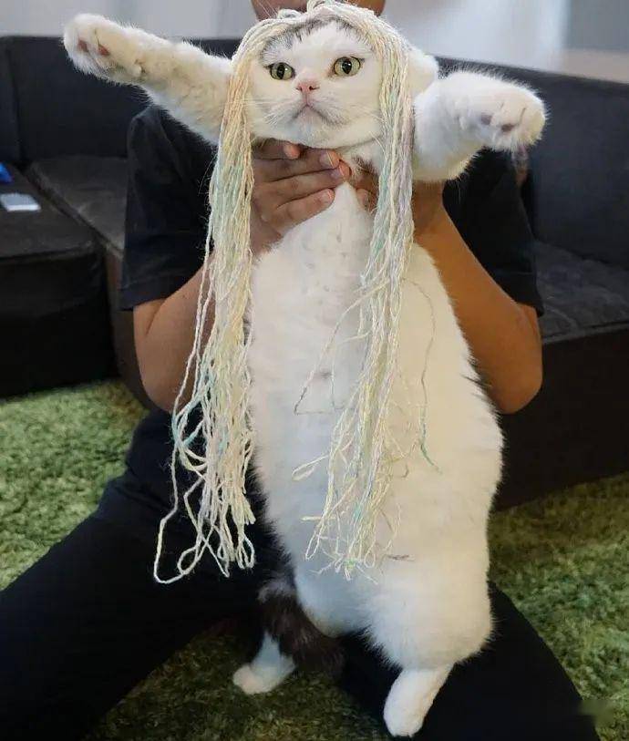 铲屎官给猫咪做了个美美的发型猫咪有点懵