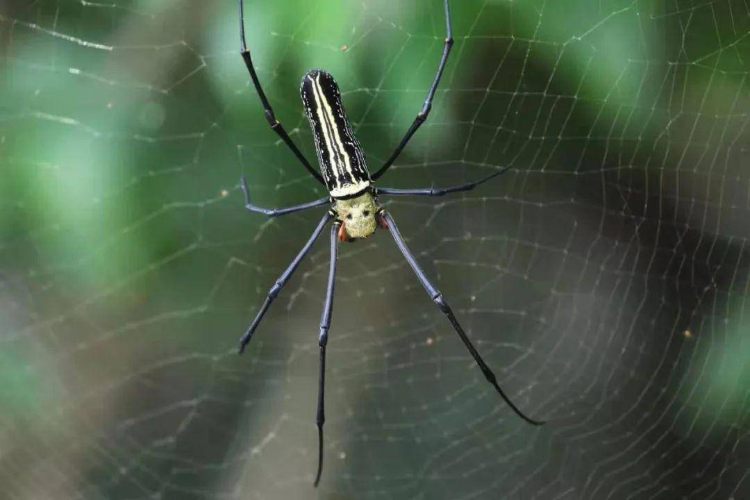 斑络新妇 图片来源:淇澳-担杆岛省级自然保护区