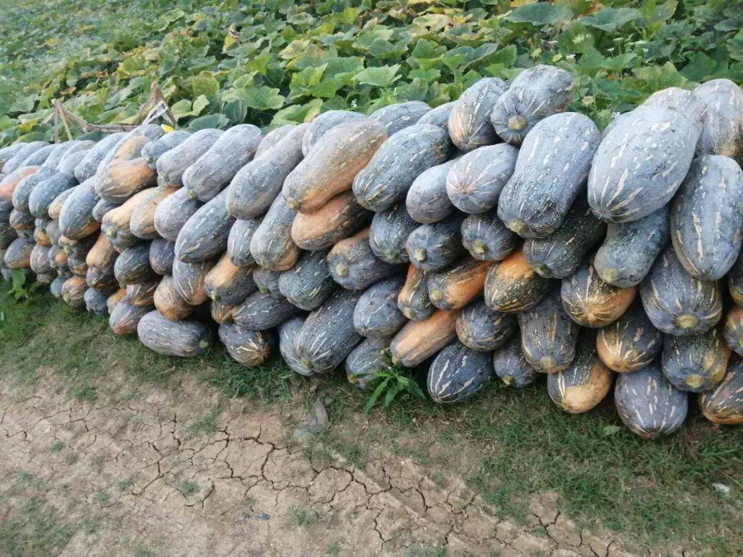 近日,在崇左市江州区驮卢镇屯村村的南瓜地里,农民忙着采摘南瓜,现场