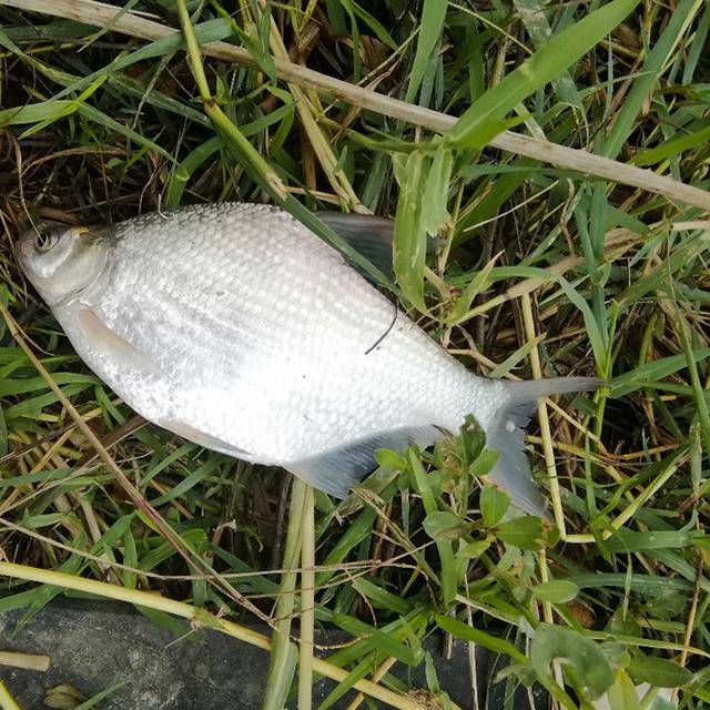 随着经济快速发展,人们生活水平不断地提高,目前草鳊鱼价格却一直处于