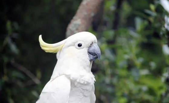 小葵花鳳頭鸚鵡